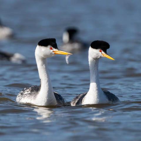 克拉克鸊鷉（Clark Grebes）