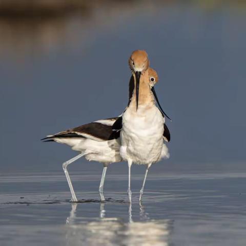 美洲反嘴鹬 （American Avocet)