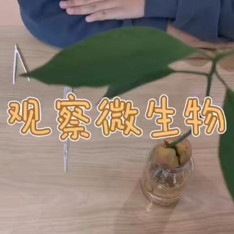 观察微生物