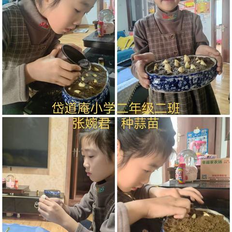 爱劳动，我当家——岱道庵小学2022级2班12月份种蒜苗纪实