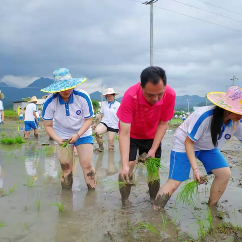 青苗入水播希望  汗水滴土育新人 ——连州市连州中学初中部开展校外插秧劳动实践教育活动