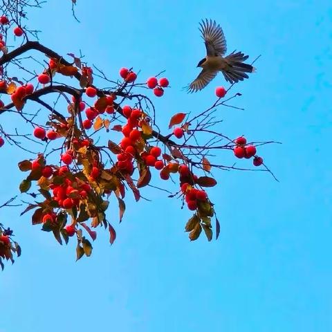 【汉风&楚韵·语文】踔厉奋发迎元旦 诗词文化润我心 ——古诗词大赛活动纪实