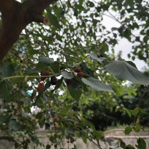 “桑”然自得，“葚”是欢喜