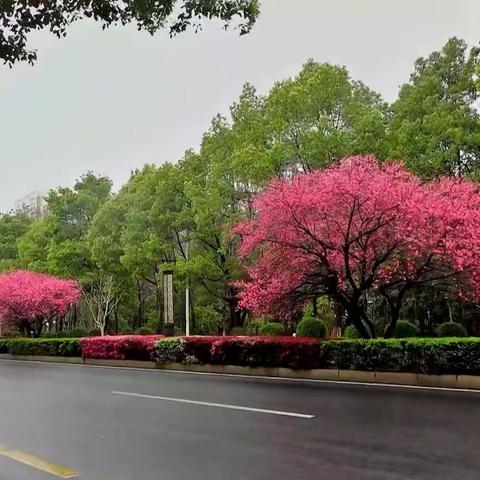 十里桃花路，装点常德城