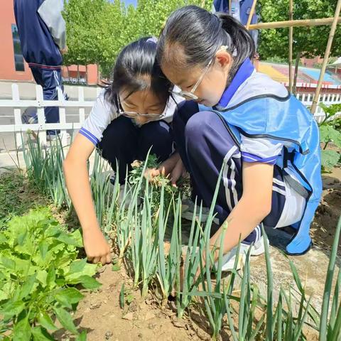 田园劳动教育：让学生在绿意盎然中体验成长与收获  —— 2023级13班14班劳动纪实