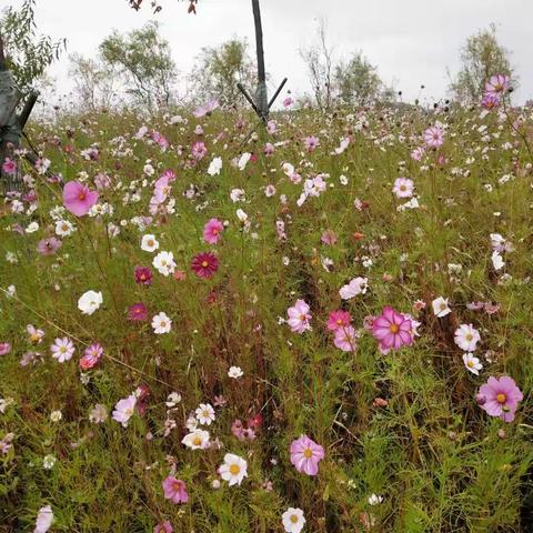 笔乐分享      常忆那段时光      肖舜鹏