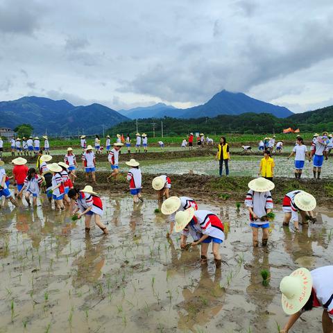 唯有“汗滴禾下土”才知“粒粒皆辛苦“ ——“插真秧，耕心田”连州市连州中学初中部学农体验实践活动