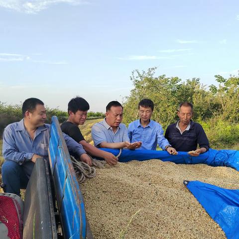 【昭陵镇】应对阴雨天气 全力以赴抢收减损