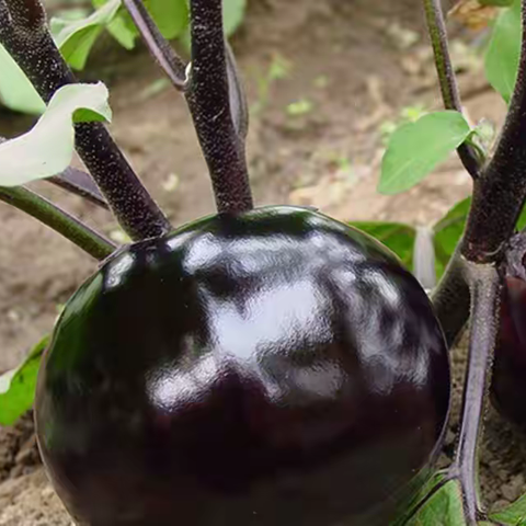 烧茄子的青春不再—— 白洋淀菜系之四十
