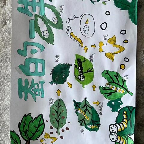 四年级科学实践活动——“蚕的一生”探索记