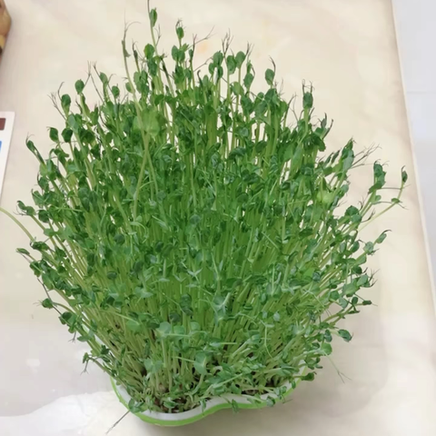 植物观察日记——豌豆苗的生长记录