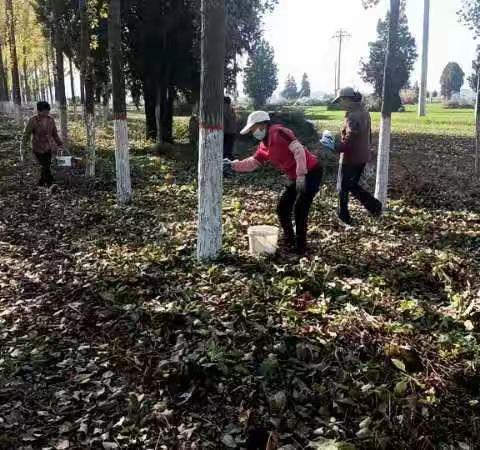 【关山林场】树木涂白添“新衣”，精细养护正当时