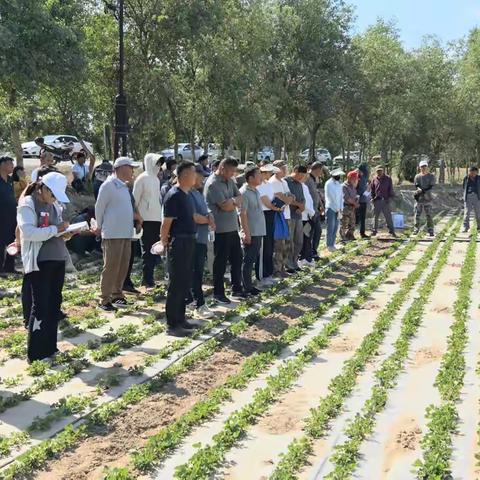农业专家田间“把脉”开“粮方” 科技赋能助力团场振兴