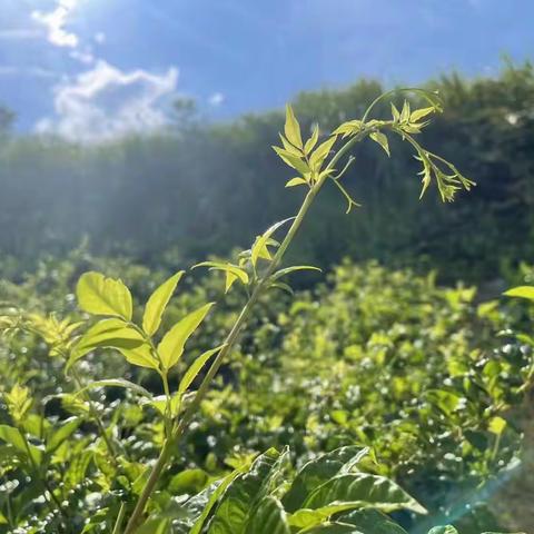 张家界的芽尖莓茶市场价是多少，张家界莓茶多少钱一斤，（原生态产地茶农直销）