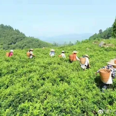 湖南张家界土家莓茶多少钱一斤，张家界土家莓茶价格多少，（茶农直销）购买指南