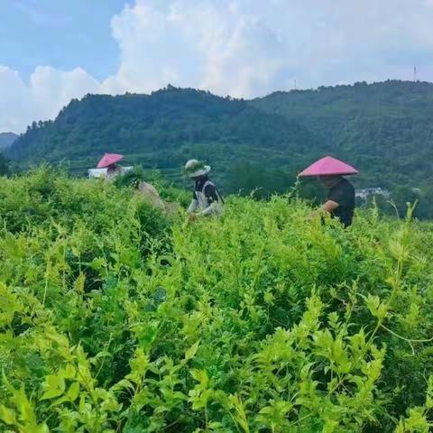 张家界高山土家莓茶多少钱一斤，土家莓茶价格多少钱一斤，看完有帮助