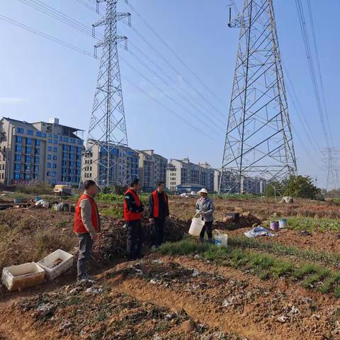 蟠龙村 “桔梗禁烧” 宣传：把安全说进老百姓心坎里