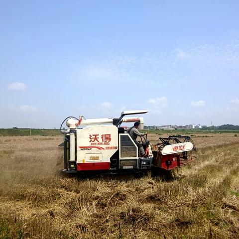 稻麦轮作 助农增收——柘港乡探索农田高产新模式
