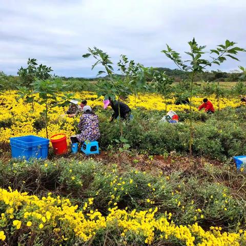 柘港乡：菊花田里好“丰”景  扮靓乡村助增收