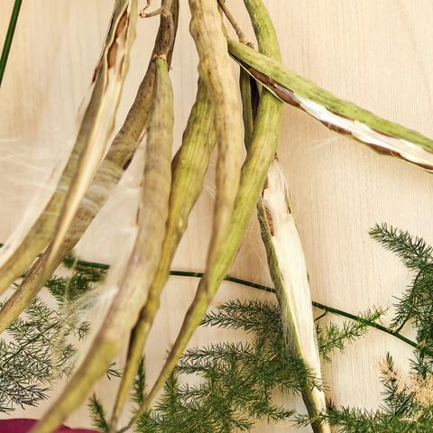 傻傻的分不清 这是萝藦果还是鹅绒藤果 202、12、6