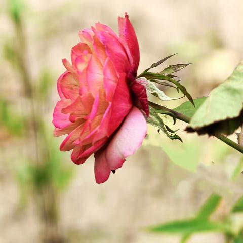 冰冻的月季花 2025、12、7