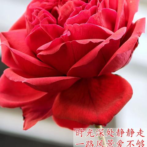 随心录红尘（八十二） 2025、12、8