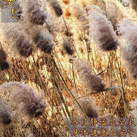 老年人的生活 2025、12、14