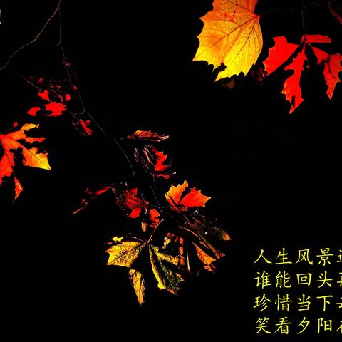 冬天到来 秋天成了留在记忆中的风景（二） 2025、12、16