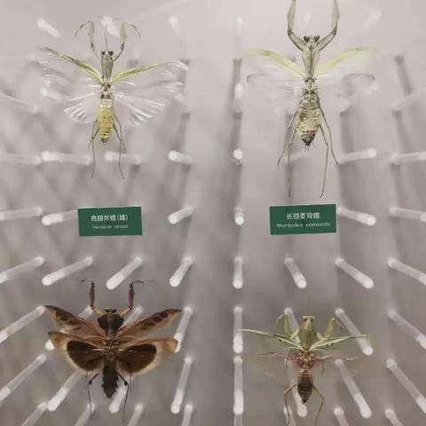 寒假自然探秘：游隼队的博物馆之行