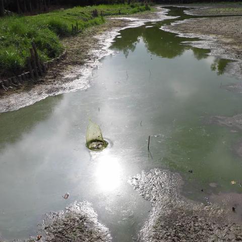 龙抬头，再遇“猫” ——记游隼队流花湖观鸟之旅