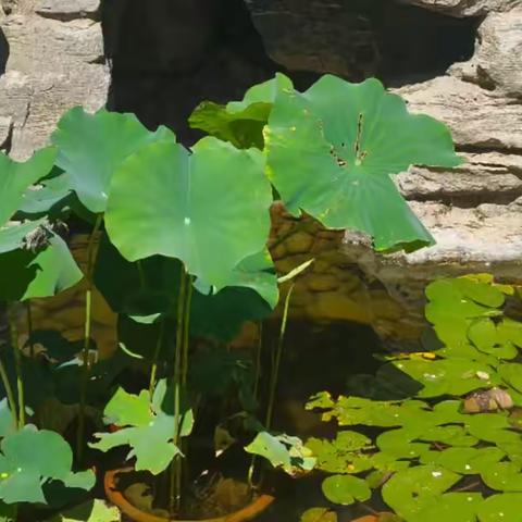 房山分公司尚林家园项目2025年6月份物业服务简报