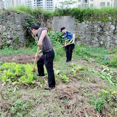 清理违规菜地，净化城市环境