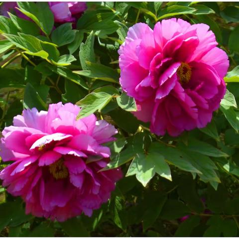 [原创}今日立夏游览英歌石植物园2023.05.07