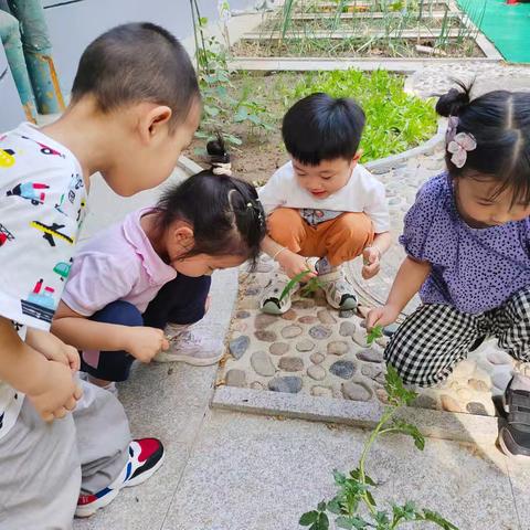 【唐山五幼】中二班周分享活动《“蚁”见钟情》