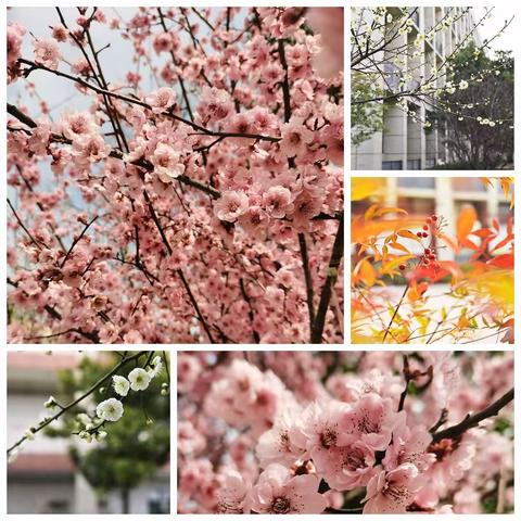 师生齐心植树 共建绿色校园