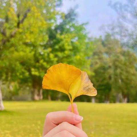 秋天对你比了个“叶”！！