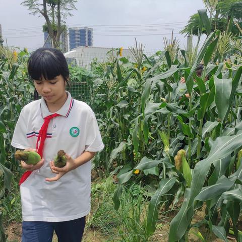 横栏小学六年级开展劳动基地玉米采摘活动