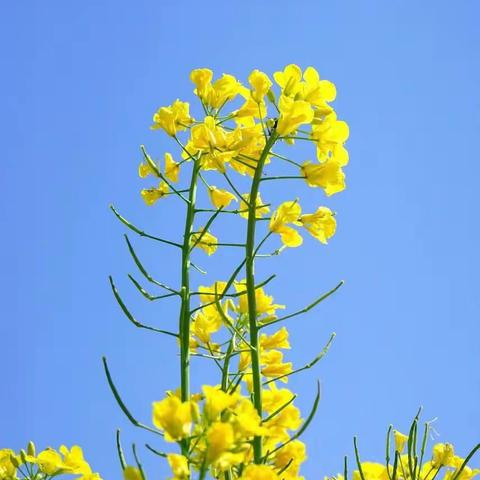 春暖花开，奔你而来---武功古城万亩油菜花海邀您一起观赏