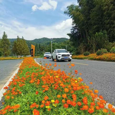 超靓！湾里“花海公路”诚邀你来打卡~