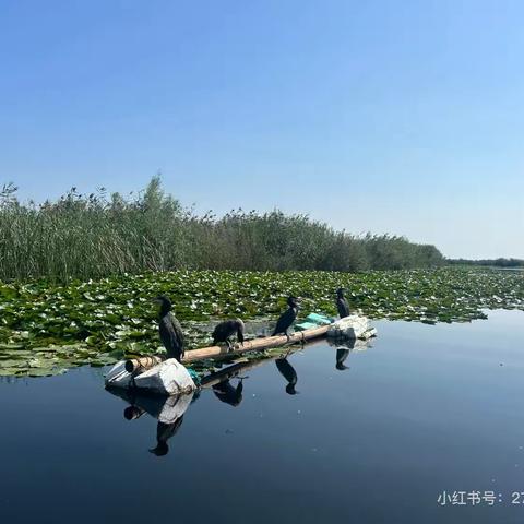 雄安—白洋淀旅游攻略