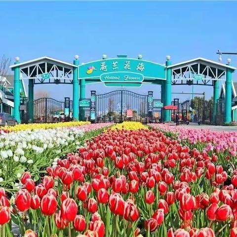 《只有爱》荷兰花海