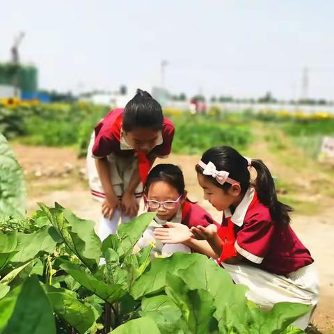 全环境立德树人丨平原文昌小学：劳动教育解锁“新课堂”