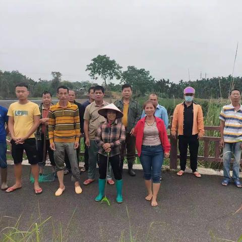 坡心镇开展水浮莲清理活动