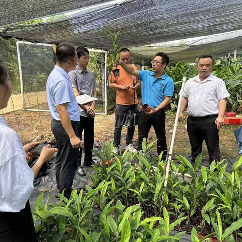 坡心镇：调研林下南药经济 助力乡村产业振兴