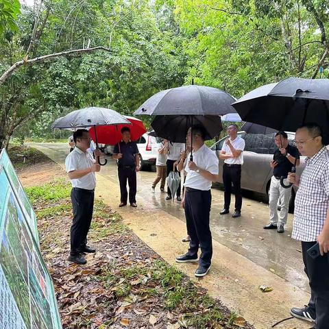海南省农业农村厅副厅长孙发军到坡心镇新坡村开展天然橡胶种植调研工作