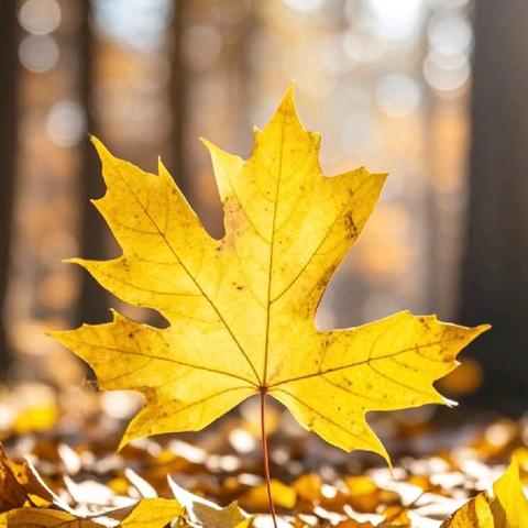 树之歌（枫树篇）—— 古楚小学最美朗读者 （第六十六期）