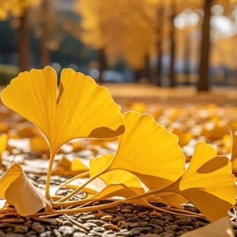 树之歌（银杏树篇）—— 古楚小学最美朗读者 （第六十七期）