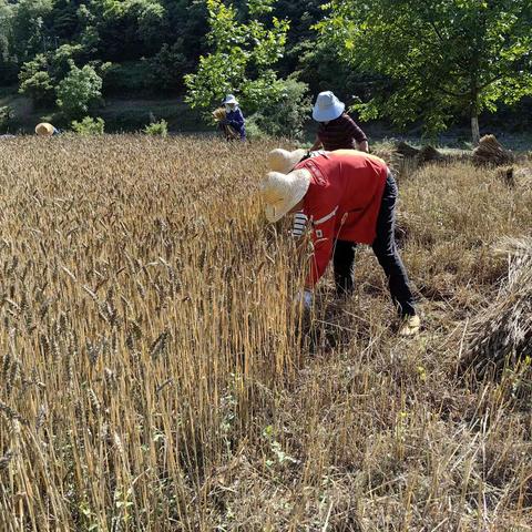 回龙镇争分夺秒抢夏收