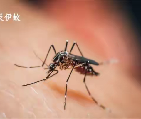 蕲春县英才学校致全体师生、家长的一封信﻿﻿——蚊媒传染病（基孔肯雅热、登革热）高发季节防控倡议书