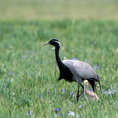 草原纪行之二——贡格尔草原上的生命礼赞